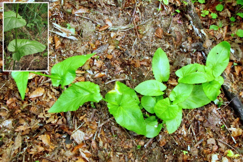 Fichier:Rumex alpestris.jpg