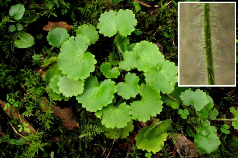 Fichier:Saxifraga rotundifolia.jpg