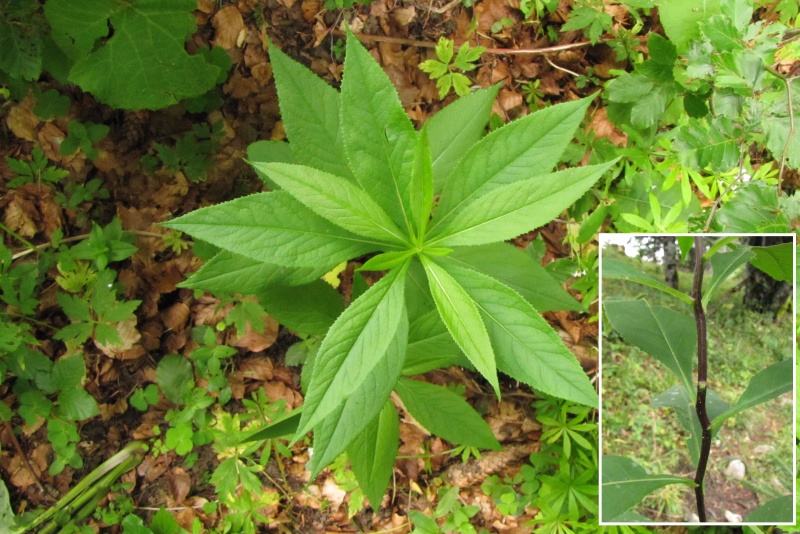Fichier:Senecio ovatus.jpg