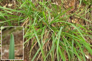 Sesleria caerulea.jpg