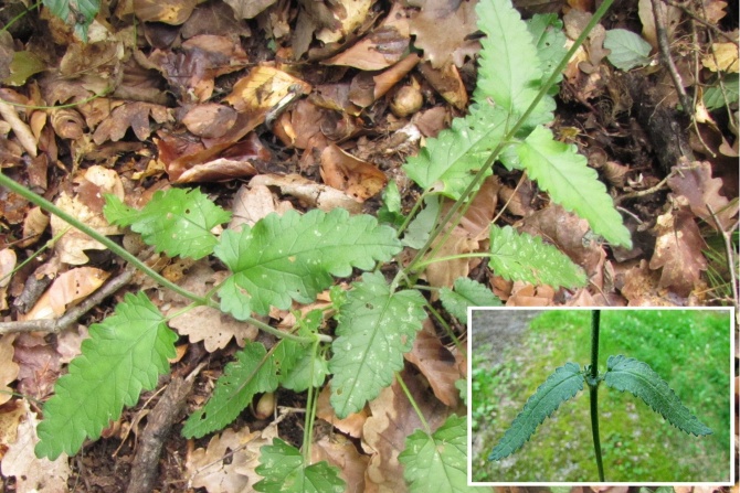 Stachys officinalis.jpg