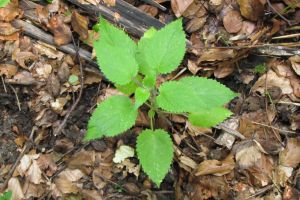 Stachys sylvatica.jpg