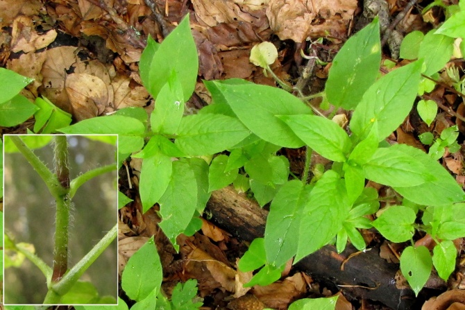 Stellaria nemorum.jpg