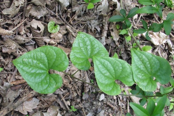 Tamus communis.jpg
