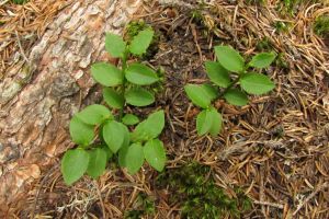 Vaccinium myrtillus.jpg