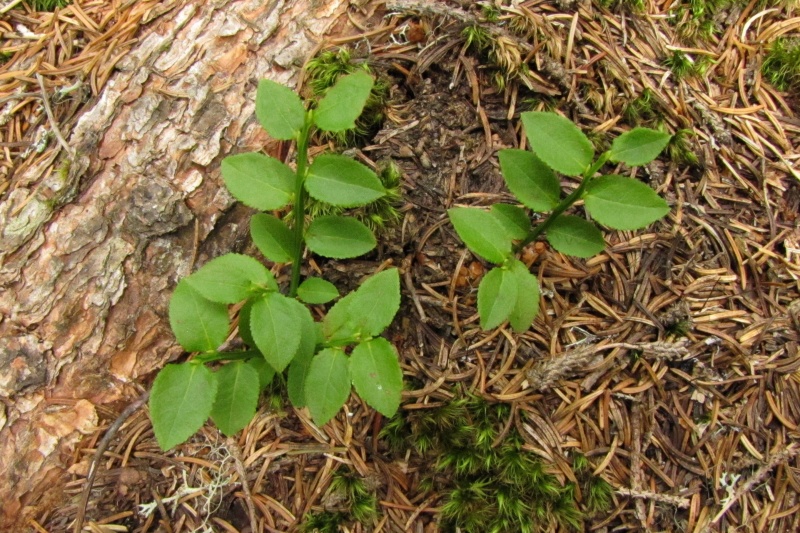 Fichier:Vaccinium myrtillus.jpg