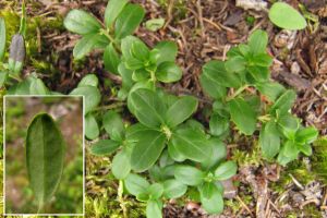 Vaccinium vitis-idea.jpg