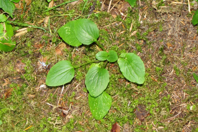Fichier:Valeriana montana.jpg