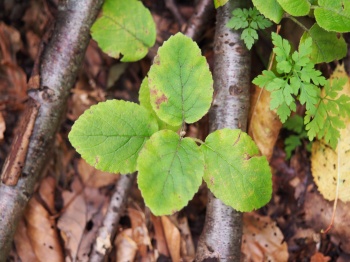Viburnum lantana 1.jpg