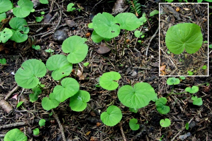 Viola biflora.jpg