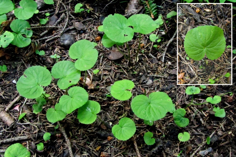 Fichier:Viola biflora.jpg
