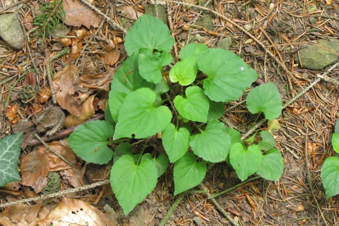 Viola reichenbachiana.jpg
