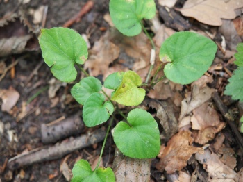 Viola reichenbachiana 1.jpg